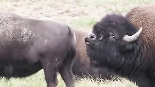 Bison Seeking Mate