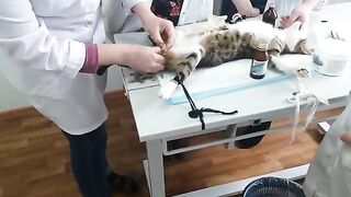 Castration of a cat