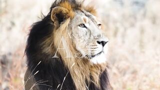 Animals of Asia 4K - Amazing Scenes of Asia Wildlife ｜ Scenic Relaxation Film