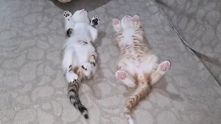 Funny Kittens Sleeping in Weird Positions