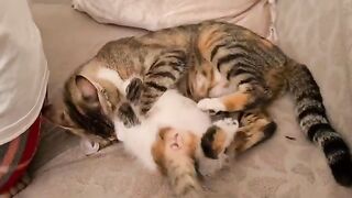 The mother cat slapped the Kitten and then allowed it to suckle.