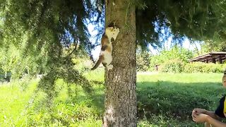 Masi and the kittens enjoying the greenery in the park.