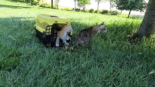 Kittens get out of the house for the first time and explore the world.