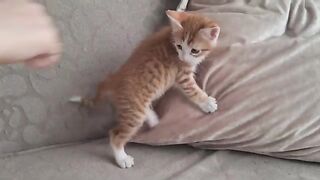 Little Kitten who thinks he's a Boxer.