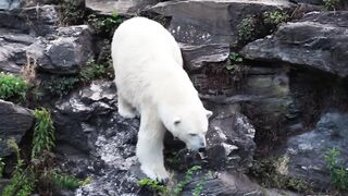 Arctic Animals 4K - Amazing Scenes of Arctic Wildlife ｜ Scenic Relaxation Film