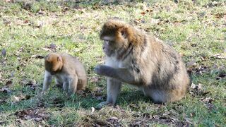 the monkey and his son in the forest