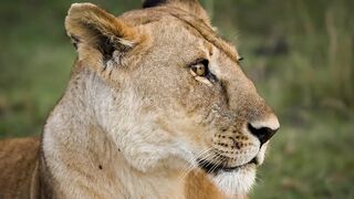 Big Cats 4K - Spectacular Scenes of Big Cats In Wild Nature ｜ Scenic Relaxation Film