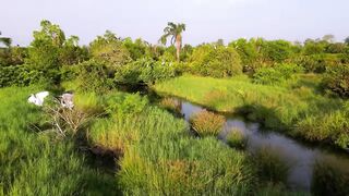 Birds of Amazon 4K - Birds That Call The Jungle Home ｜ Amazon Rainforest ｜ Scenic Relaxation Film