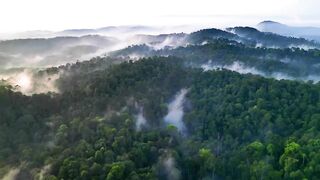 Borneo Jungle 4K - Amazing Tropical Rainforest In Asia ｜ Scenic Relaxation Film