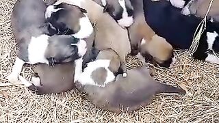 Caring for puppies