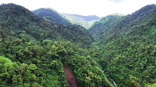 Costa Rica Wildlife 4K - Animals That Call The Jungle of Costa Rica Home ｜ Scenic Relaxation Film