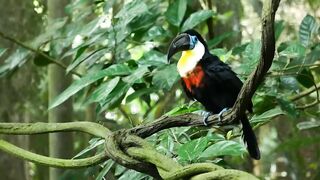 Exotic Birds 4K - Beautiful Bird Sounds In Rainforest ｜ Jungle Sounds ｜ Scenic Relaxation Film