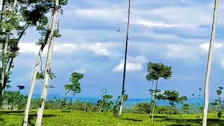 Perjalanan di kebun teh ini sangat menyegarkan paru paru