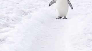 nnice penguins