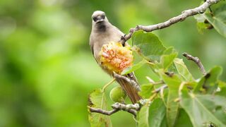 Majestic Kingdom of Birds with Sounds in 4K - Scenic Relaxation Film