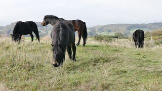 Les cheval mange