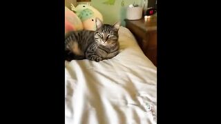 FUNNY CAT MEMES COMPILATION V01