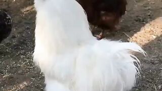 rooster crowing compilation