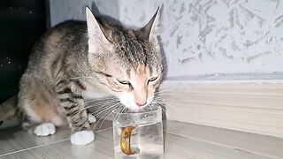 Cute Cat Masi is drinking water.