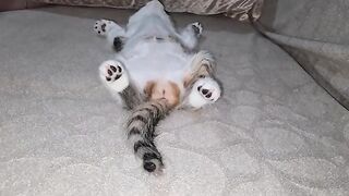 Funny Kitten sleeping with its feet in the air.