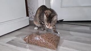 Cute Kitty Masi gets very impatient when she's hungry.