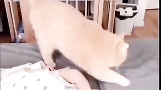 Funny and adorable cat