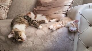 Little kitten imitating her mother and sleeping like her mother.