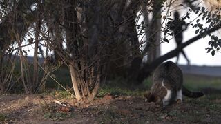 outdoor cat