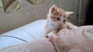 Finger biting monster cute little kitten