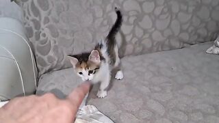 Little kitten learns to hunt by biting my finger.