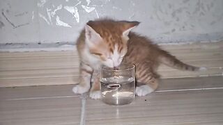 Tiny Kitten drinks Water for the first time.