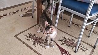 Cute mother cat Meowing to go to her sleeping Kittens on the balcony.