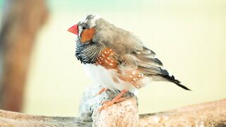 Small Birds with Names and Sounds 4K ｜ Scenic Relaxation Film