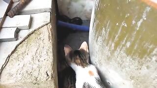 Feral cats are chasing a big snake out of their house