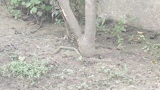 Dangerous snake at my house near tree trying to eat something