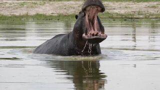 HIPPO YAWNING IN LAKE