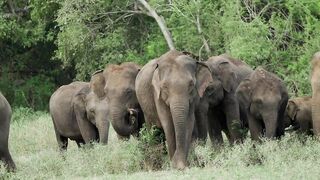 Aherd-of-elephants-grazing-in-the wild