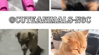 Cute animals funny video