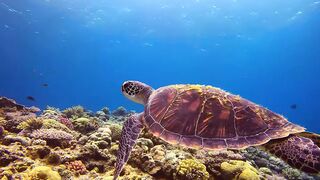 The Most AMAZING Underwater Animals World In 4K HDR ｜ Ocean Life - Relaxation Video