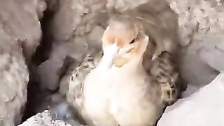 Beautiful bird with chick