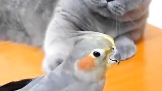 Beautiful cat and parrot bird