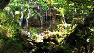 The SOOTHING POWER Of FOREST SOUNDS ｜ Nature Sounds ｜ Scenic Relaxation Film