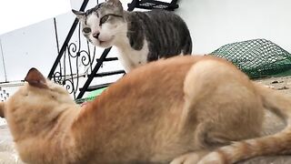 Cat funny sounds | I literally love you if you just surrender