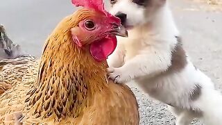 The relationship between a dog and a chicken.