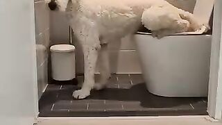 dog in toilet