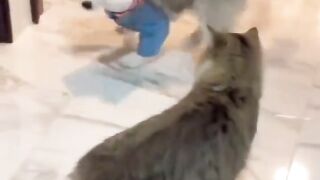 funny cat with dog