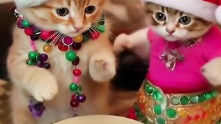 Cat dance