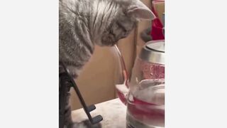 cat drink