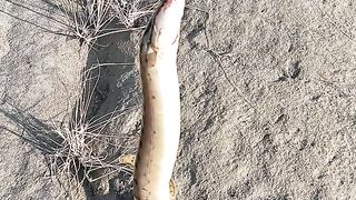 Snake fish pakrny ka tarika