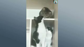 Animali Divertenti ???? I Video di Cani e Gatti più Divertenti ????????